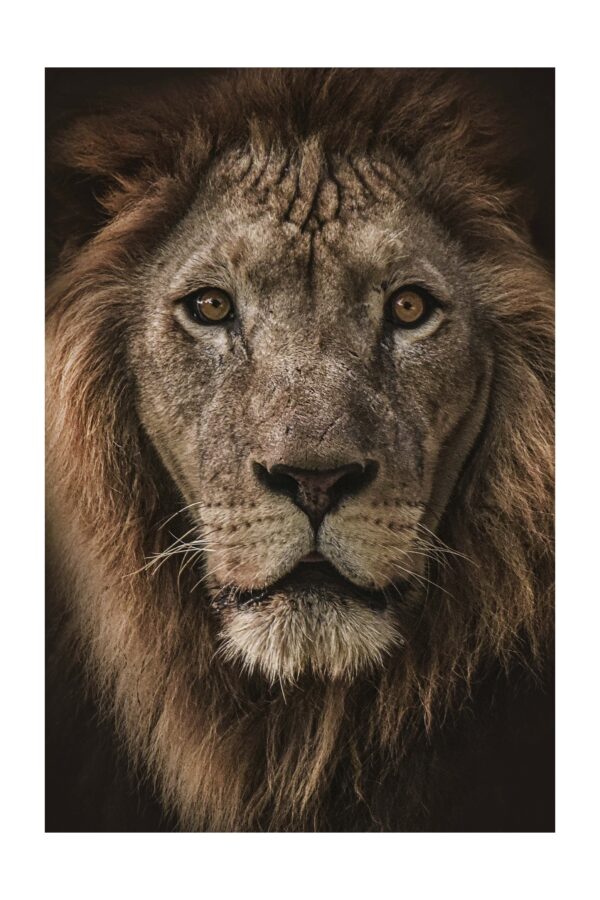 Liūtas džiunglių karalius spalvota - Paveikslas ant aliuminio