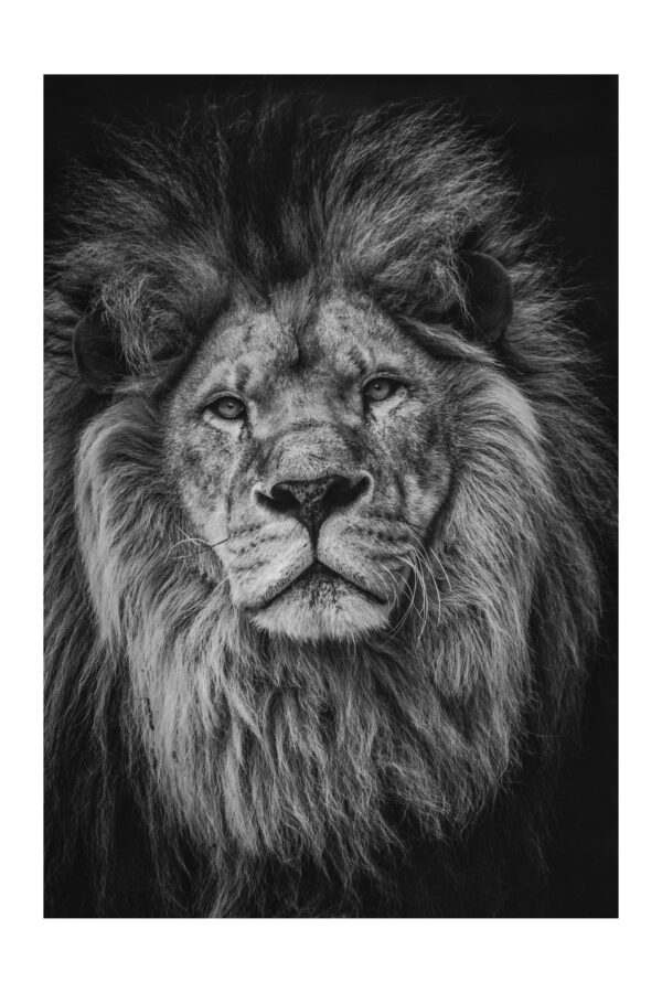 Bespalvis liūto porteras - Paveikslas ant aliuminio