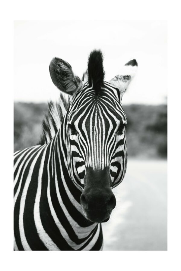 Bespalvis zebras - Paveikslas ant aliuminio