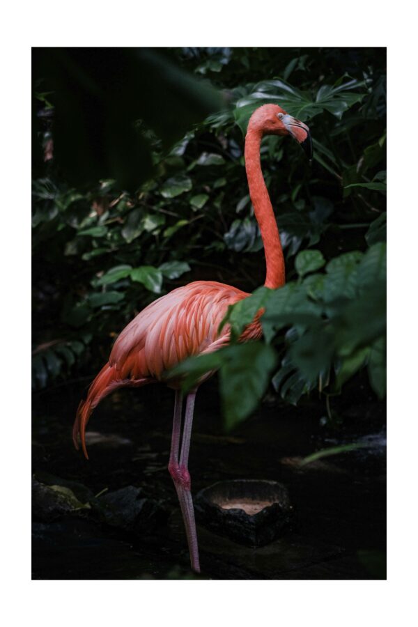 Flamingo Tamsa - Paveikslas ant aliuminio