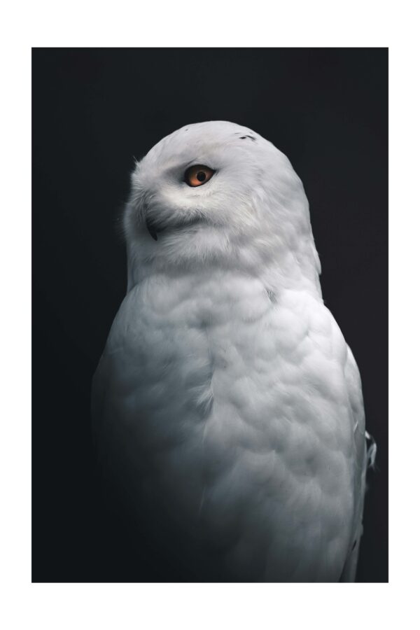 Didinga pelėda - Paveikslas ant aliuminio