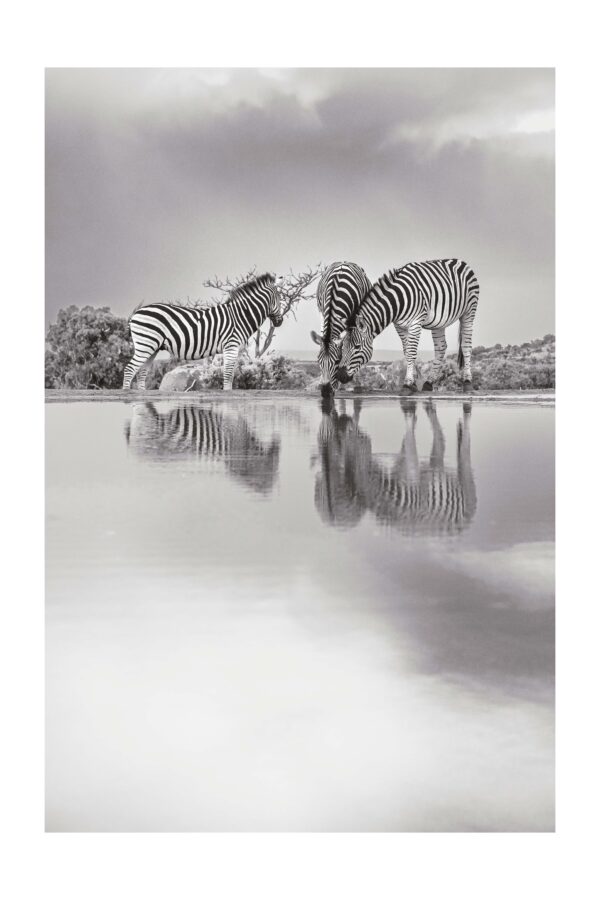 Zebro Upė - Paveikslas ant aliuminio