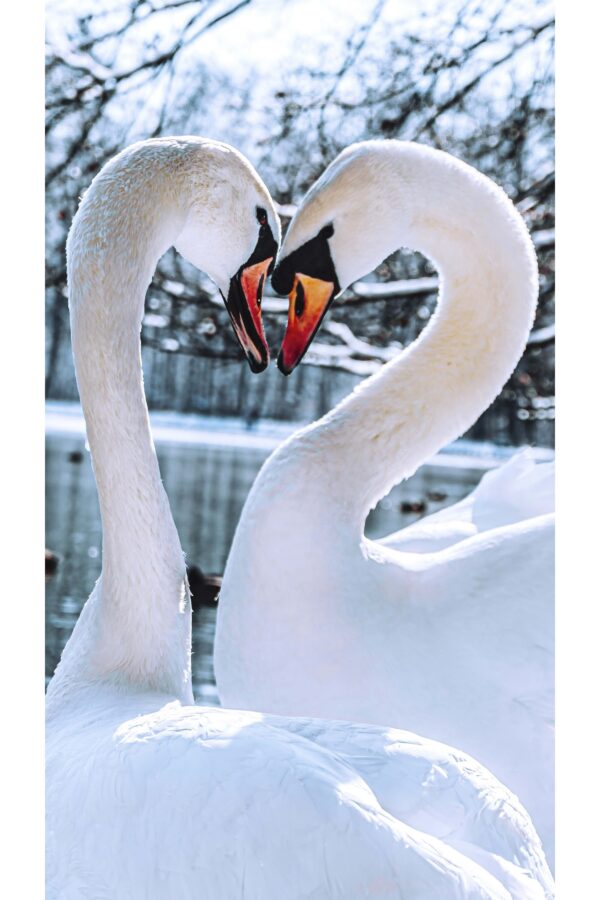 Nebylios Gulbės - Paveikslas ant aliuminio