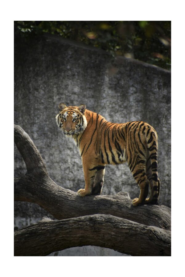 Didysis Tigras - Paveikslas ant aliuminio