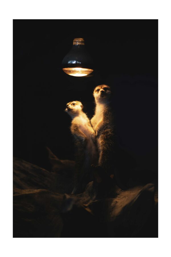 Du Broliai - Paveikslas ant aliuminio