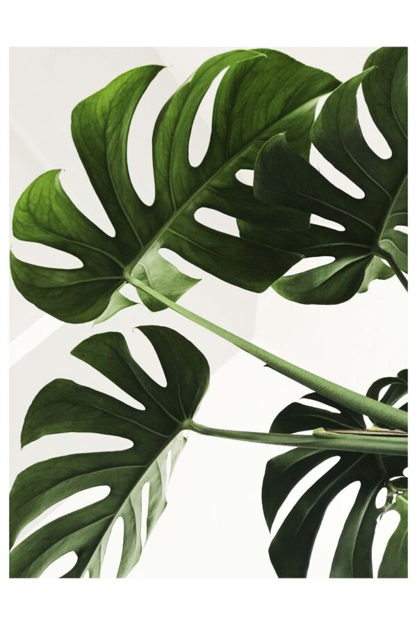 Monstera lapai - Paveikslas ant aliuminio