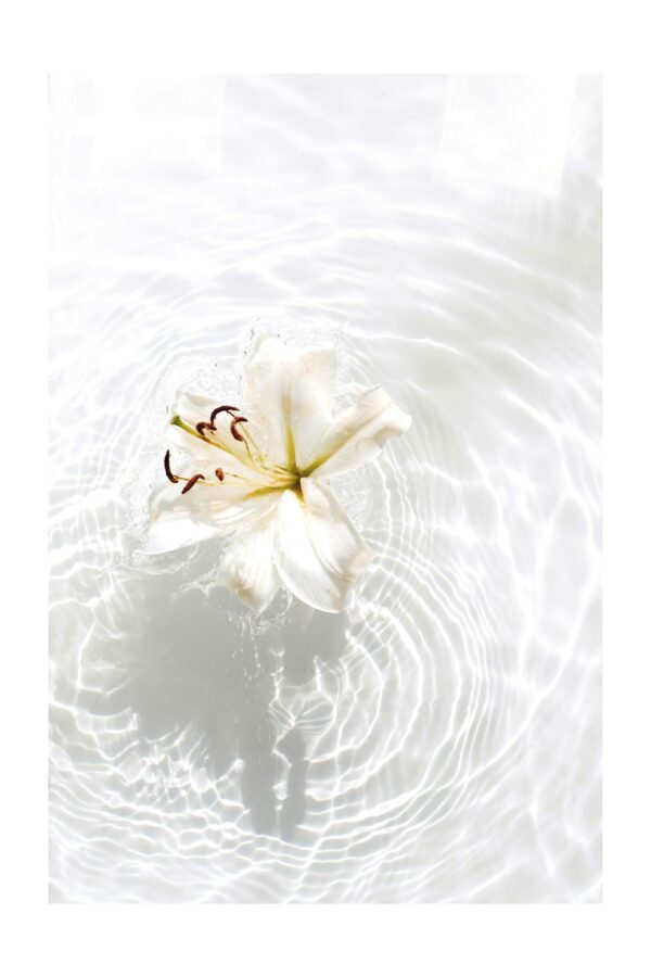 Balta lelija vandenyje - Paveikslas ant aliuminio