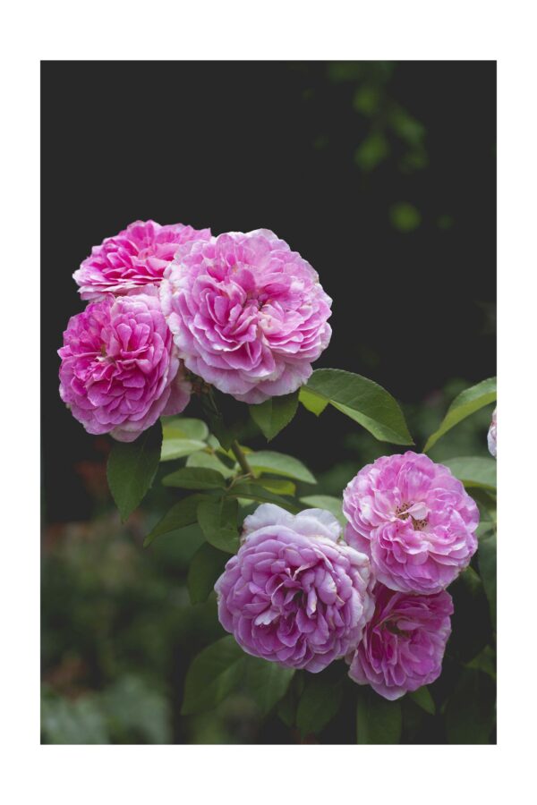 Gallica Rose - Paveikslas ant aliuminio