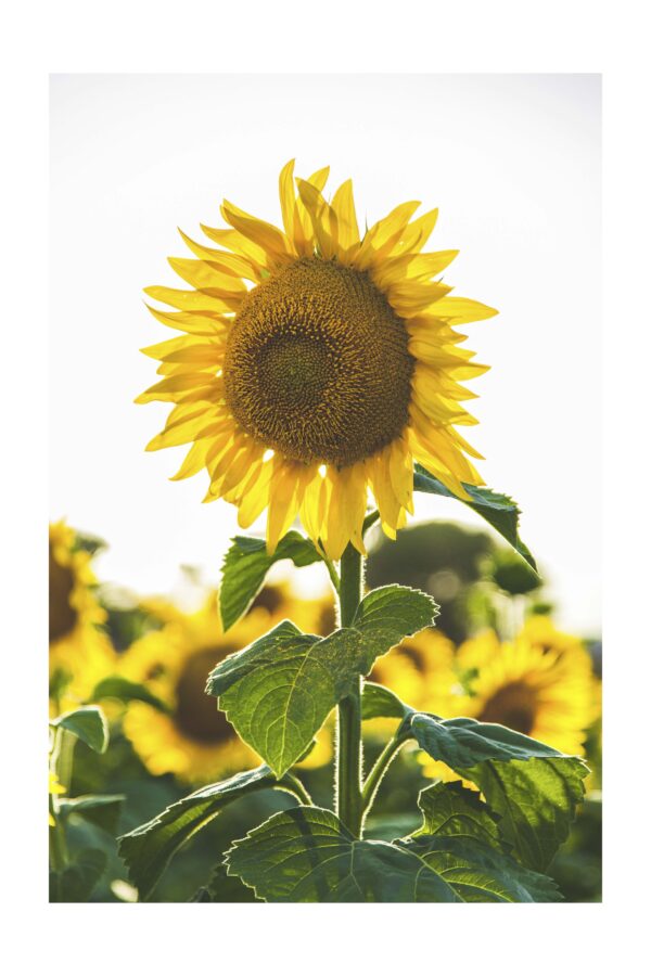 Saulėgrąža - Paveikslas ant aliuminio