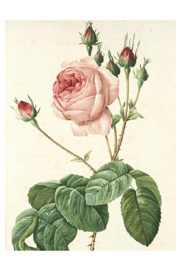 Cabbage Rose iliustracija - Paveikslas ant aliuminio