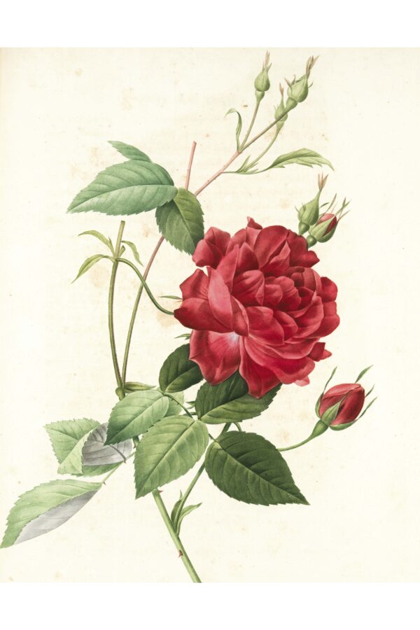 Vintažinė Rožės iliustracija - Paveikslas ant aliuminio