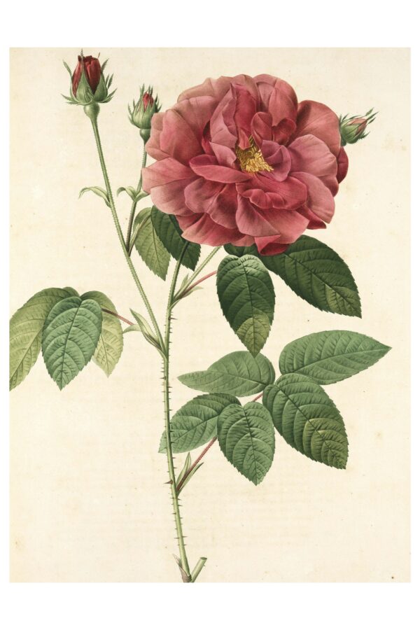 Rosa gallica iliustracija - Paveikslas ant aliuminio