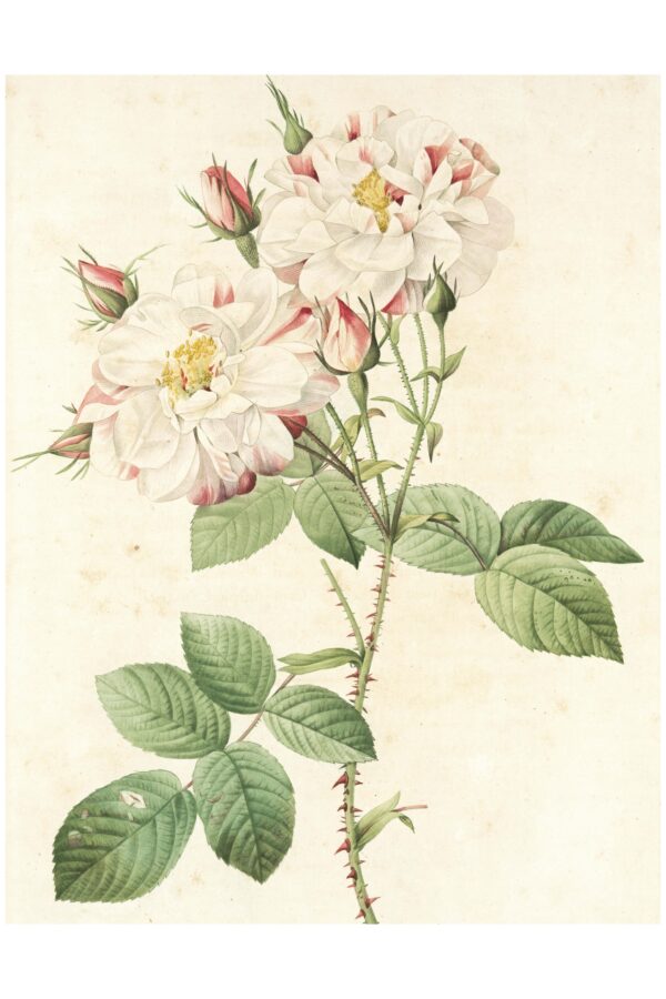 'York and Lancaster' rose - Paveikslas ant aliuminio