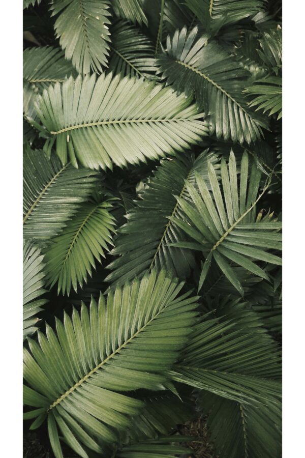 Tropiniai krūmo lapai - Paveikslas ant aliuminio